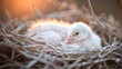   A tight shot of a small, white bird in its nest, with a young chick at the nest's center