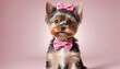 Cute Yorkshire terrier puppy with pink bow tie and bow on pink background