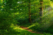 Path in a green morning forest illuminated by the sun