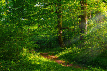 Wall Mural - Path in a green morning forest illuminated by the sun