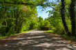 Asphalt road between dense green trees