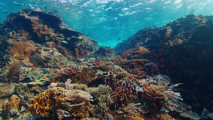 Poster - Underwater footage of the healthy coral reef in Komodo National Park in Indonesia