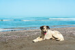 Stray dog on the shore by the sea