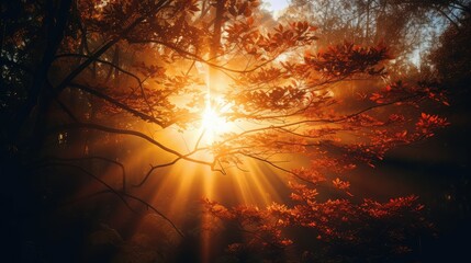 Wall Mural - leaves sun flare transparent