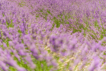 Wall Mural - Lavender floral field on sunny day. Closeup nature blooming lavender bushes in rows. Soft pastel colors bright peaceful macro flowers. Idyllic summer purple blossoms, blur lush foliage meadow sunlight