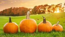 Pumpkins On Grass In Field With Trees And Sunset Background Thanksgiving Harvest