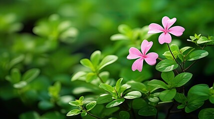 Poster - flora tiny pink flowers