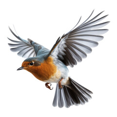 Wall Mural - robin bird in flight isolated on transparent background cutout