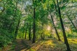 Beautiful sunlight in green forest. Majestic morning rays in tranquil forest hiking pathway. Green nature calming summer warm day. Scenic forest of fresh green deciduous trees, recreational landscape