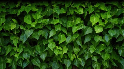 Canvas Print - vines wood spinach green