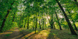 Beautiful sunlight in green forest. Majestic morning rays in tranquil forest hiking pathway. Green nature calming summer warm day. Panoramic scenic fresh green deciduous trees, recreational landscape