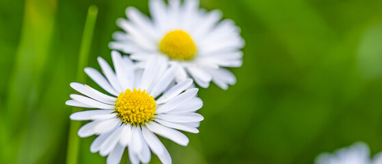 Wall Mural - Abstract soft focus daisy meadow landscape. Beautiful grass meadow fresh green blurred foliage. Tranquil spring summer nature closeup and blurred forest field background. Idyllic nature, happy flowers