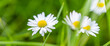 Abstract soft focus daisy meadow landscape. Beautiful grass meadow fresh green blurred foliage. Tranquil spring summer nature closeup and blurred forest field background. Idyllic nature, happy flowers