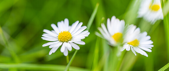 Wall Mural - abstract soft focus daisy meadow landscape. beautiful grass meadow fresh green blurred foliage. tran