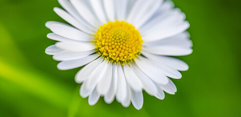 Wall Mural - abstract soft focus daisy meadow landscape. beautiful grass meadow fresh green blurred foliage. tran
