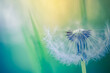 Beauty in nature dandelion seeds closeup blowing in blue green turquoise background. Closeup of dandelion on meadow background, artistic nature macro. Spring summer natural pastel colored lush foliage