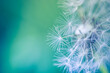 Beauty in nature dandelion seeds closeup blowing in blue green turquoise background. Closeup of dandelion on meadow background, artistic nature macro. Spring summer natural pastel colored lush foliage
