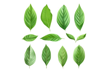 Wall Mural - Set of healthy herbs elements fresh bay isolated on transparent background