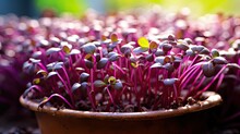 Pot Purple Microgreens