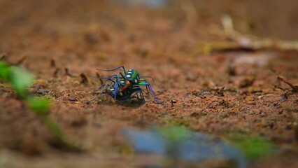 Wall Mural - rare golden-spotted tiger beetle Cicindela aurulenta threesome mating ritual on red soil, natural bokeh background