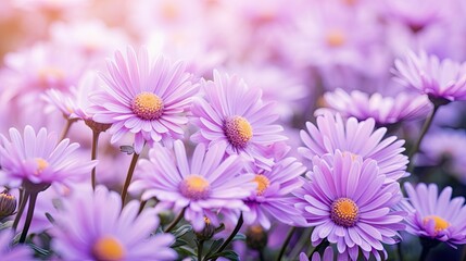 Poster - breeze purple daisies