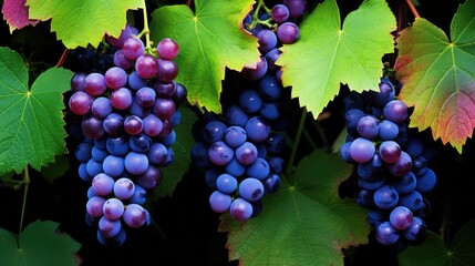 Poster - vine leaves grape background