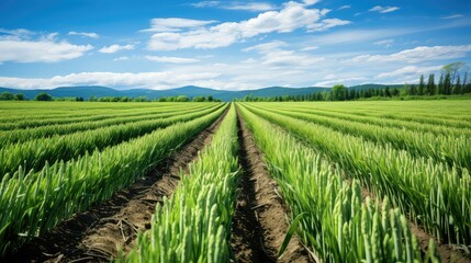 Wall Mural - agriculture view asparagus green