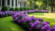 formal purple hydrangea border