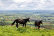 Two horses on a South Downs hillside, on a sunny spring day
