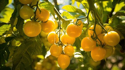 Sticker - vibrant yellow tomatoes