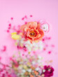 Orange and pink ranunculus flowers on pink blurred background with copy space.