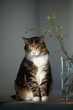 Cute fat cat sitting on table near vase with twigs with young leaves, basks in sunlight, looking at camera