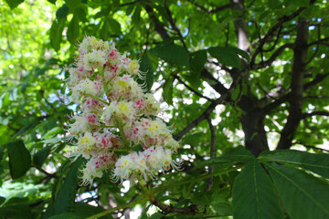 Wall Mural - chestnut flowers on the tree in the spring, pink blossom