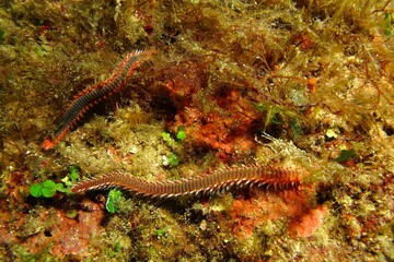 Sticker - Scuba diving in the ocean, animal macro photography. Pair of poisonous red spiny fireworms (family Amphinomidae) on the seabed. Marine life, travel picture. Wildlife in the deep ocean.