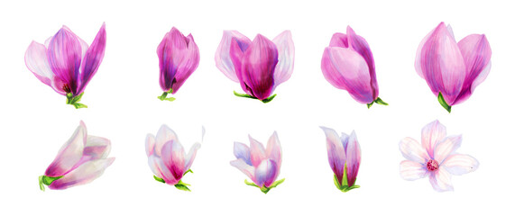 Wall Mural - set of pink and white magnolia flowers. Botanical illustration. Spring flowers. Beautiful watercolor illustration for the design of postcards, invitations, weddings, holiday decor.