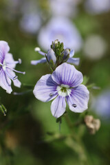 Wall Mural - Veronica persica, Persian speedwell flower, macro
