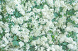 floral background with white flowers and leaves. Spiraea flowers. Flat top view