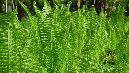 Wall Mural - Onoclea sensibilis, close-up. Green grass natural background. the sensitive fern, the bead fern.