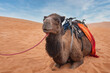 Dromedary resting in the sand of the Sahara desert