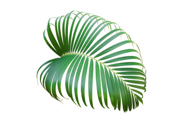 Wall Mural - Tropical Palm Leaf Isolated on White Background with Clipping Path