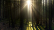 Sunny forest landscape with sun beams and rays between silhouettes of a trees.	
