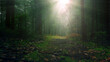 Magical foggy forest path with sun rays. 