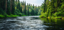 A Serene River Bend, Flanked By Towering Trees And Underbrush In Varying Shades Of Green. 