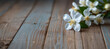 white jasmin flowers on old blue wooden background, banner