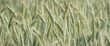 Close up of the green wheat field during the day