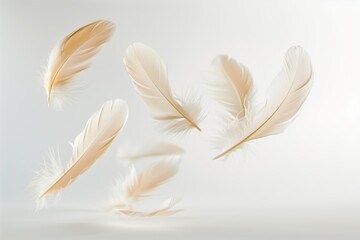 Wall Mural - Close up of a feathers floating in the air in white background