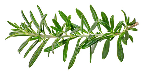 Wall Mural - Fresh rosemary branch with lush green leaves isolated on transparent background