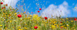 Field of poppies and blue sky