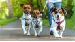 Dog walker leading leashed dogs in a park. Concept Dog Walking Routine, Park Adventures, Leash Training Tips, Canine Companionship