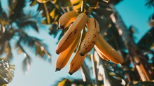 "Vibrant Yellow Ripe Banana Hanging Against Bright Background - Freshness And Natural Goodness Concept In Minimalist Style"